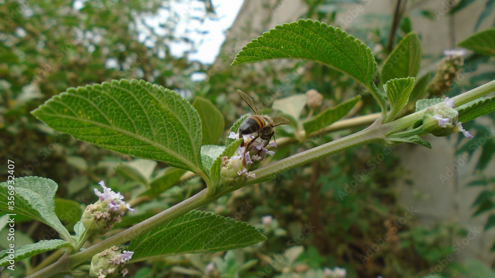 Naklejka premium bee on a leaf