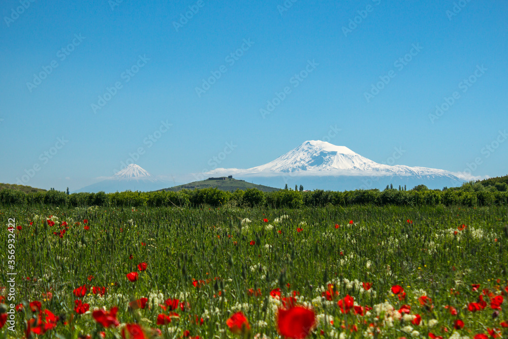 Mount Ararat and tulips