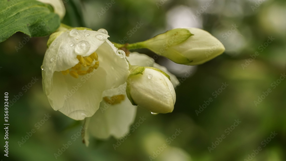 white jasmine flowers in raindrops, summer day white jasmine flowers in raindrops, summer day