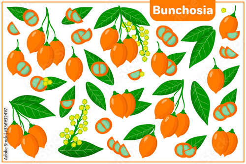 Set of vector cartoon illustrations with Bunchosia exotic fruits, flowers and leaves isolated on white background photo