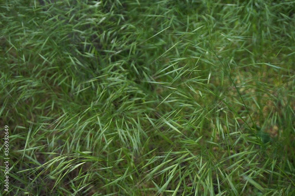 Background from ears of green grass on the field. Background from ears of green grass on the field.