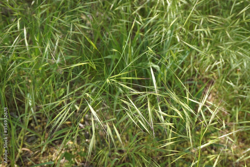 Background from ears of green grass on the field. Background from ears of green grass on the field.