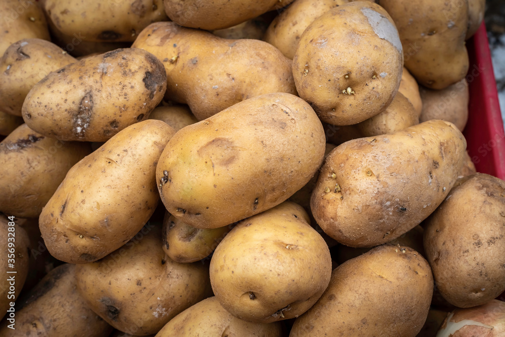 fresh potato harvested from farm in harvesting season fresh potato harvested from farm in harvesting season