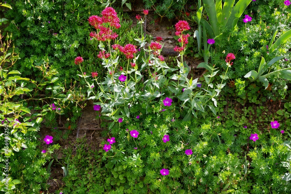 Blumen Blumen