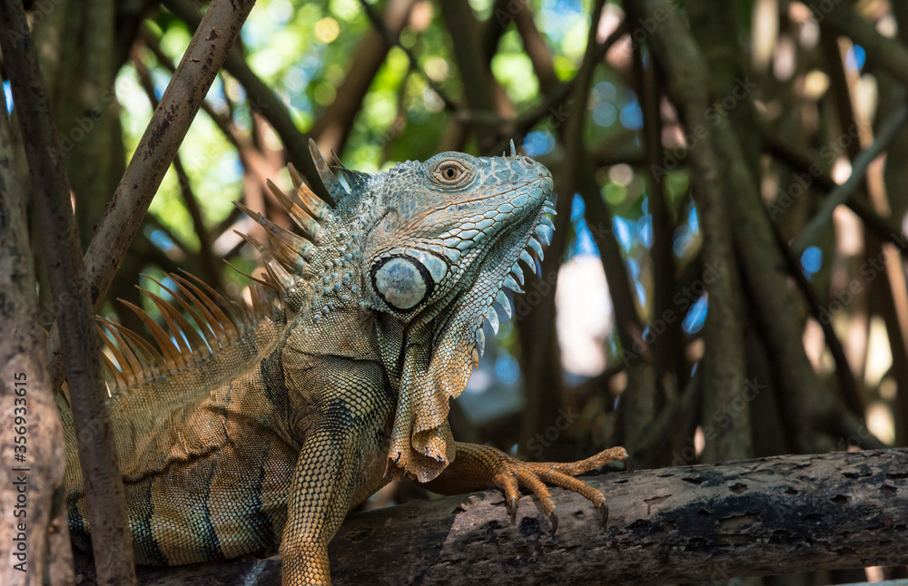 Ventanilla Lagoon, Oaxaca, Mexoco, iguana among mangrove branches, close up Ventanilla Lagoon, Oaxaca, Mexoco, iguana among mangrove branches, close up