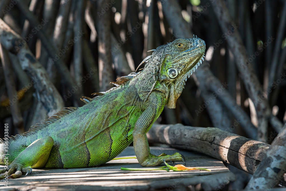 Fototapeta premium Ventanilla Lagoon, Oaxaca, Mexoco, iguana among mangrove branches, close up
