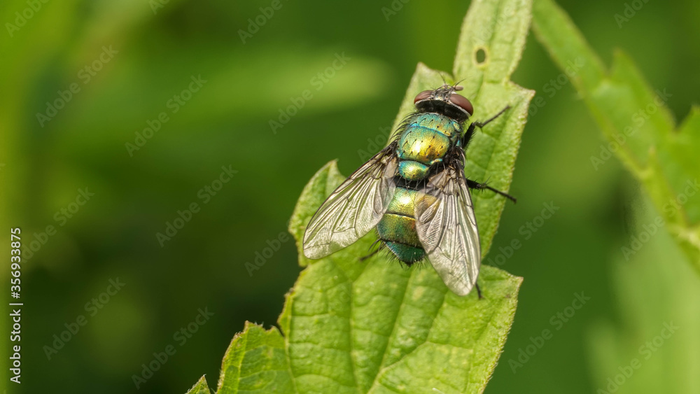 bright green fly sits on a leaf, selective focus image bright green fly sits on a leaf, selective focus image