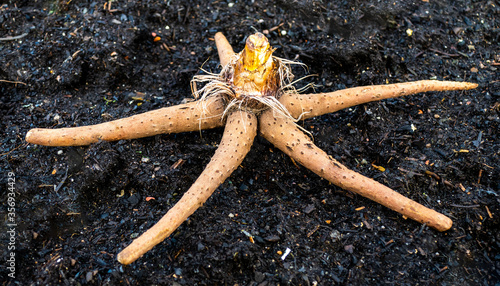 Close up of the bulb of a foxtail lily (Eremurus)
 photo