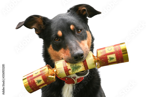 Cute tricolour Kelpie (Australian breed of sheep dog) holding a Christmas cracker in its mouth, on a white background.