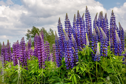 Lush flowering of multi-colored lupine flowers in the meadow. The mood of a warm summer sunny day in nature.