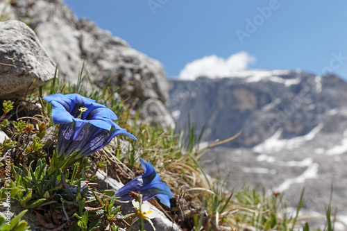 Blue gentian, gentiana clusii, in mountains of Sesto Dolomites, South Tyrol, Alps, Italy photo