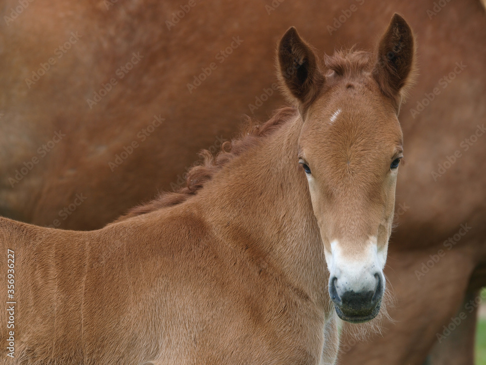 Rare Breed Foal