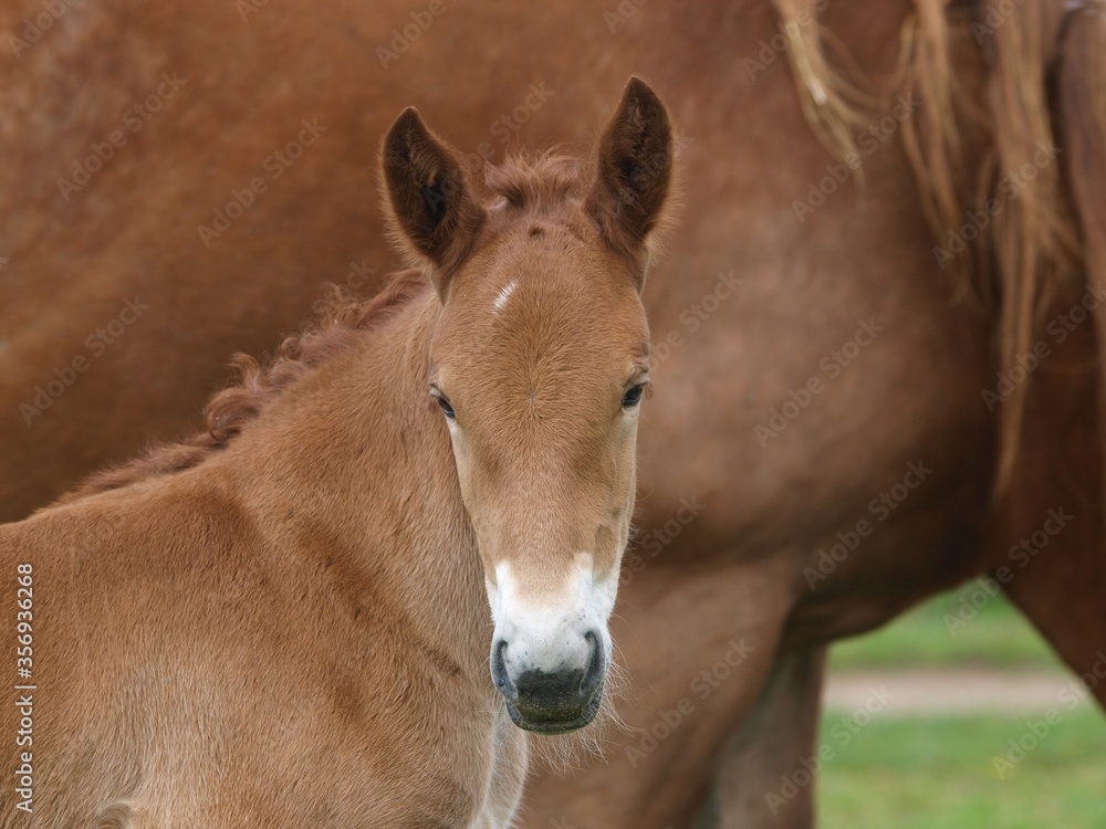 Fototapeta premium Rare Breed Foal