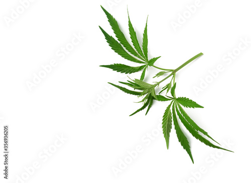 branch with green leaves of hemp is isolated on a white background