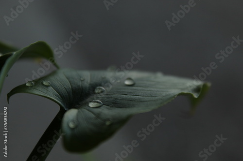 Dopo la pioggia, sulla foglia verde di calla ci ne sono gocce che sembrano delle coccinelle 