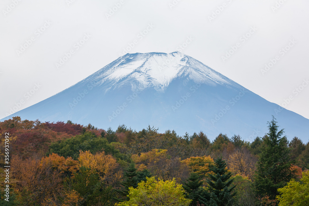 Fuji mountain with autumn tree, Kawaguchiko,  Japan