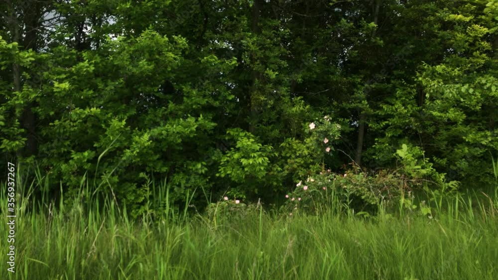 Flight of the camera near a forest landing. Forest green background, smooth span Flight of the camera near a forest landing. Forest green background, smooth span