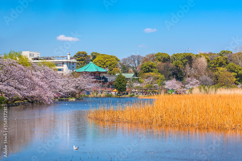 Seagull bird and dried lotus stems in the pond of the buddhist Kaneiji Temple with in background the octogonal Shinobazuike Bentendo hall  surrounded by cherry blossoms in Ueno park of Tokyo. photo