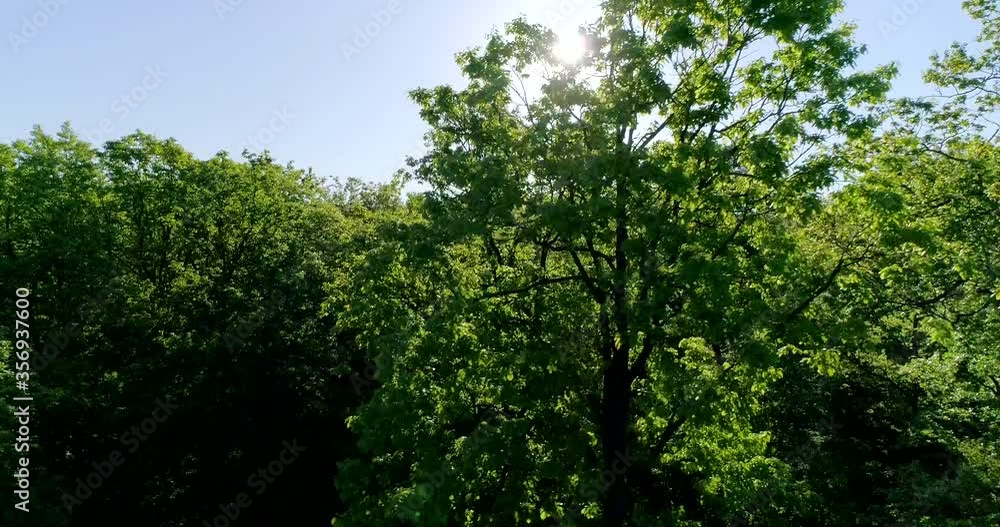 Oak forest in the morning. Green forest, old trees, beautiful views and landscapes_44 Oak forest in the morning. Green forest, old trees, beautiful views and landscapes_44
