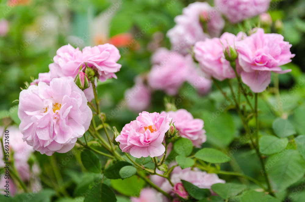 pink tea roses