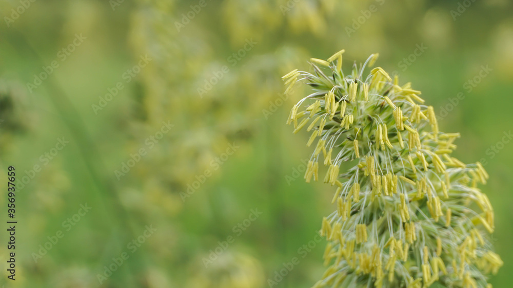 flowering time of field grass, selective focus image flowering time of field grass, selective focus image