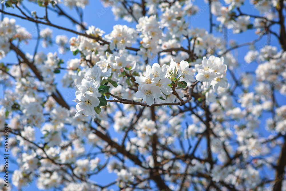 beautiful twigs of flowering trees in spring
beautiful twigs of flowering trees in spring