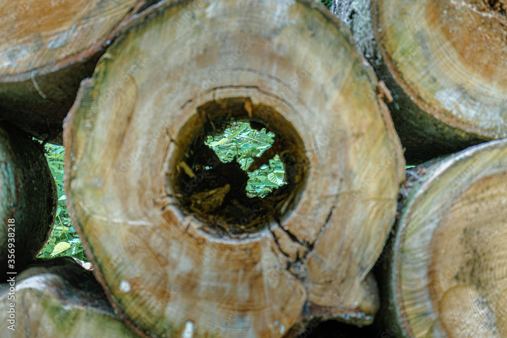 Aufgerichtete Baumstämme für Brennholz im Bayerischen Wald