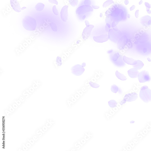Violet flower petals falling down. Astonishing rom