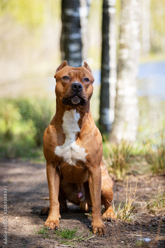 Red american pitbullterrier walks outdoor at summer Red american pitbullterrier walks outdoor at summer