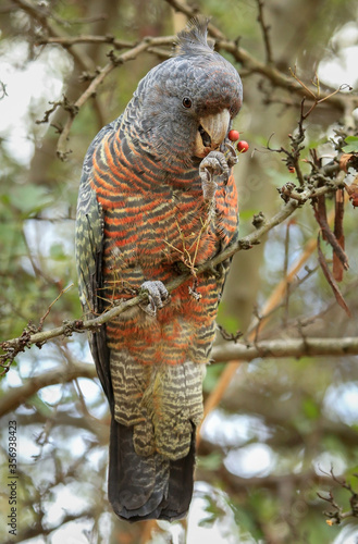 Female Gang Gang cockatoo (Callocephalon fimbriatum), a native Australian bird, eating berries. photo