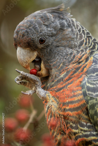 Female Gang Gang cockatoo (Callocephalon fimbriatum), a native Australian bird, eating berries. photo