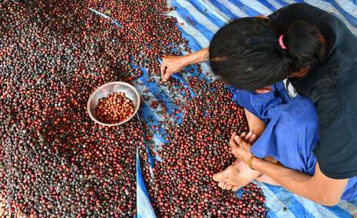 Coffee beans cherry process organic robusta in thailand