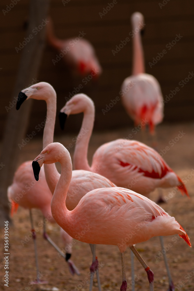 Naklejka premium pink flamingo in the zoo
