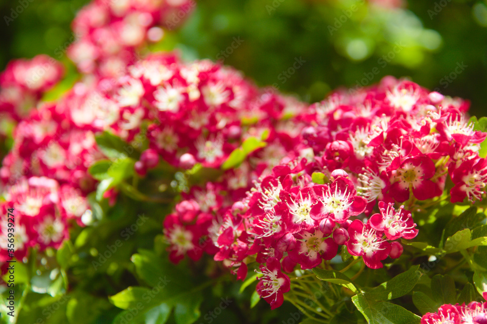 Red hawthorn flowers close up at spring time Red hawthorn flowers close up at spring time