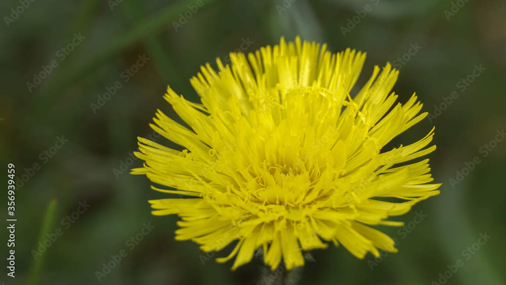 lonely but beautiful yellow flower, summer day lonely but beautiful yellow flower, summer day