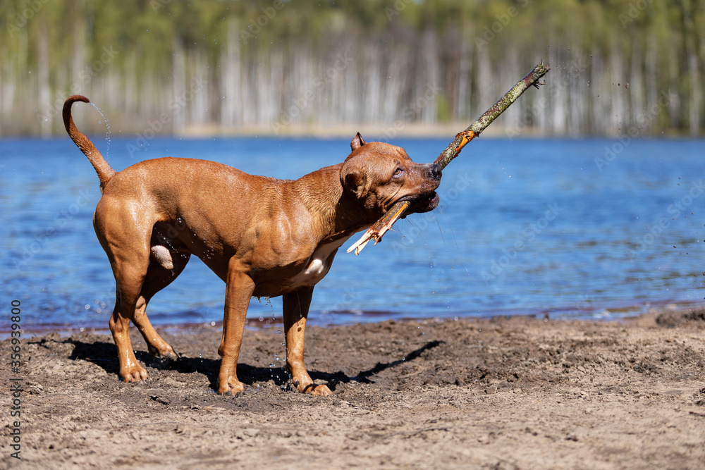 Red american pitbullterrier walks outdoor at summer Red american pitbullterrier walks outdoor at summer