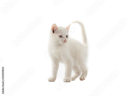 White kitten isolated on a white background.