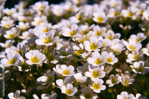 Saxifraga rosacea - group of small white flowers