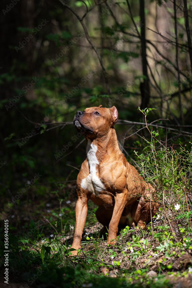 Red american pitbullterrier walks outdoor at summer Red american pitbullterrier walks outdoor at summer