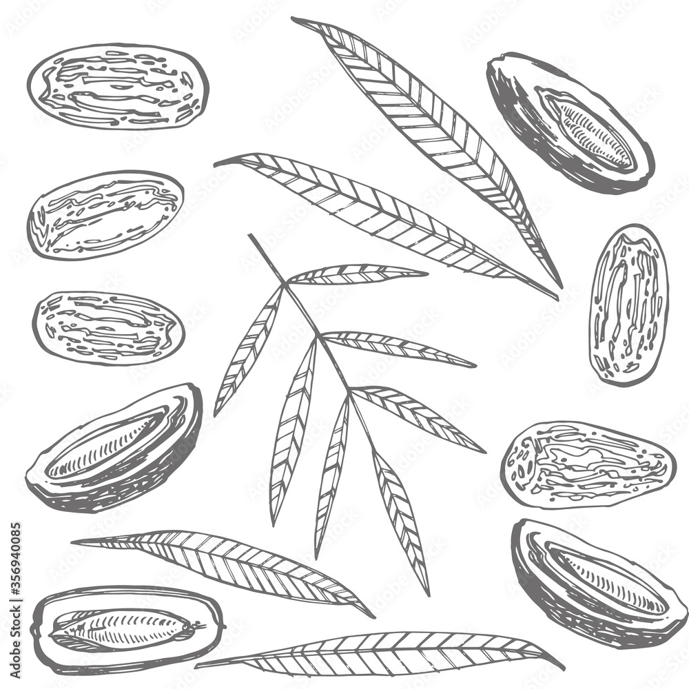 Dates. Hand drawn watercolor illustrations on white background. Vector illustrations. Dates. Hand drawn watercolor illustrations on white background. Vector illustrations.