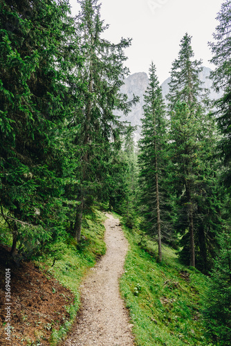 Narrow footpath in the alpine forest
