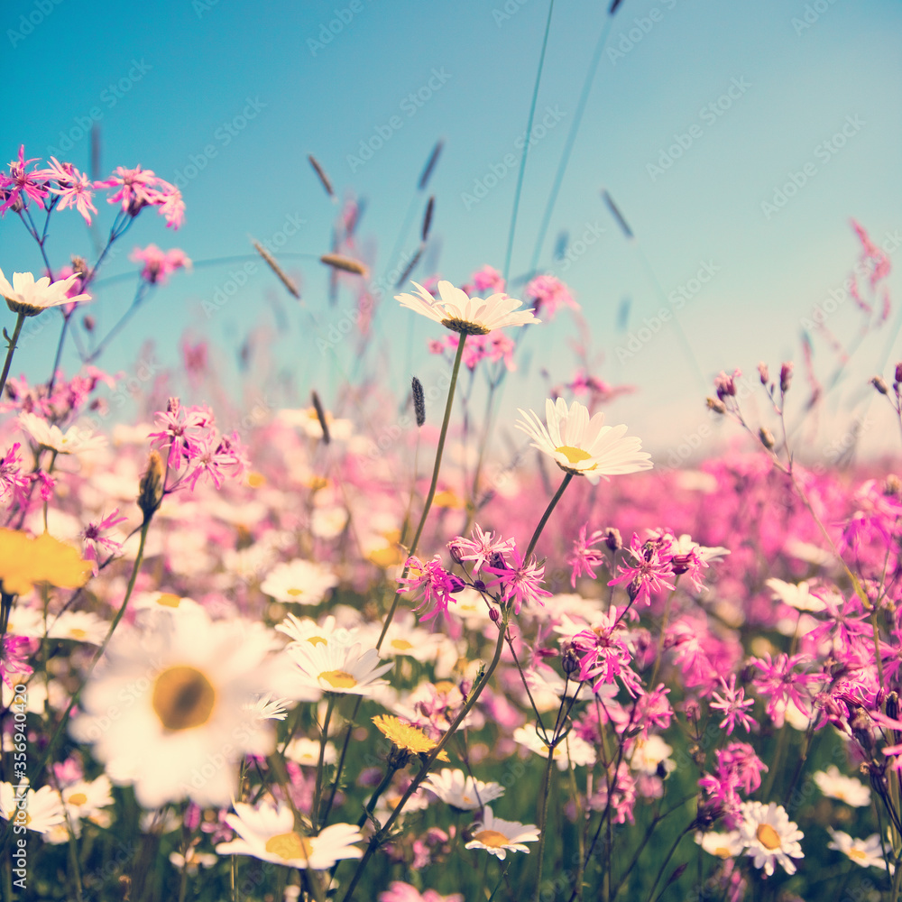 Fleurs des champs en campagne sous le soleil d'été.