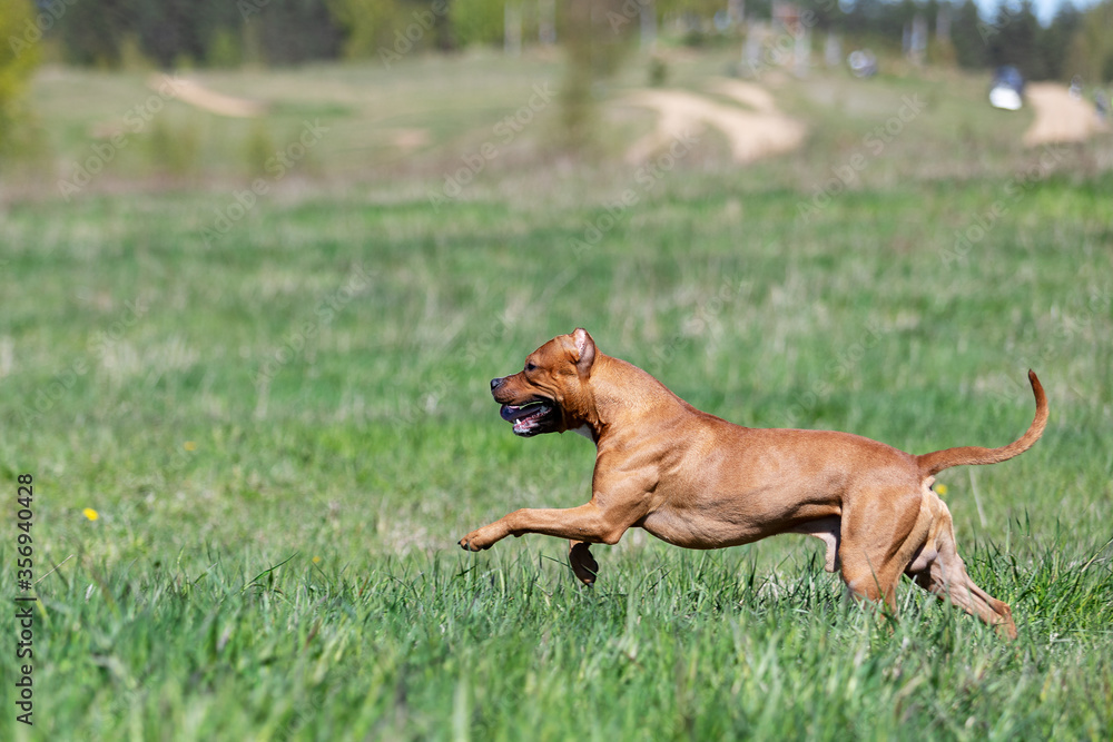 Red american pitbullterrier walks outdoor at summer