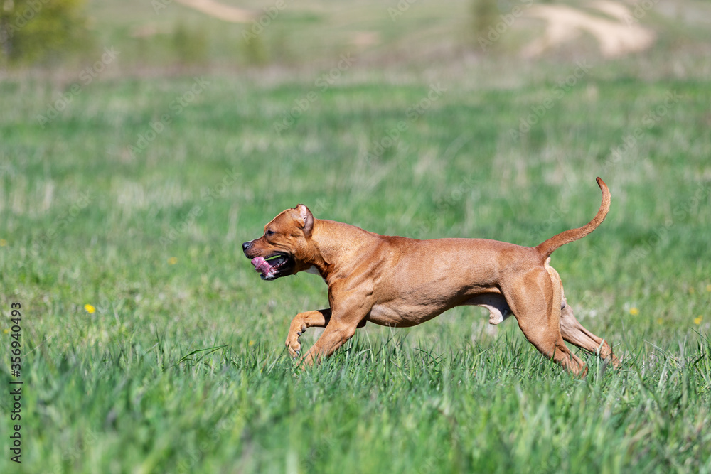 Red american pitbullterrier walks outdoor at summer