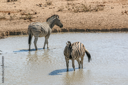 A group of zebras at etosha national park