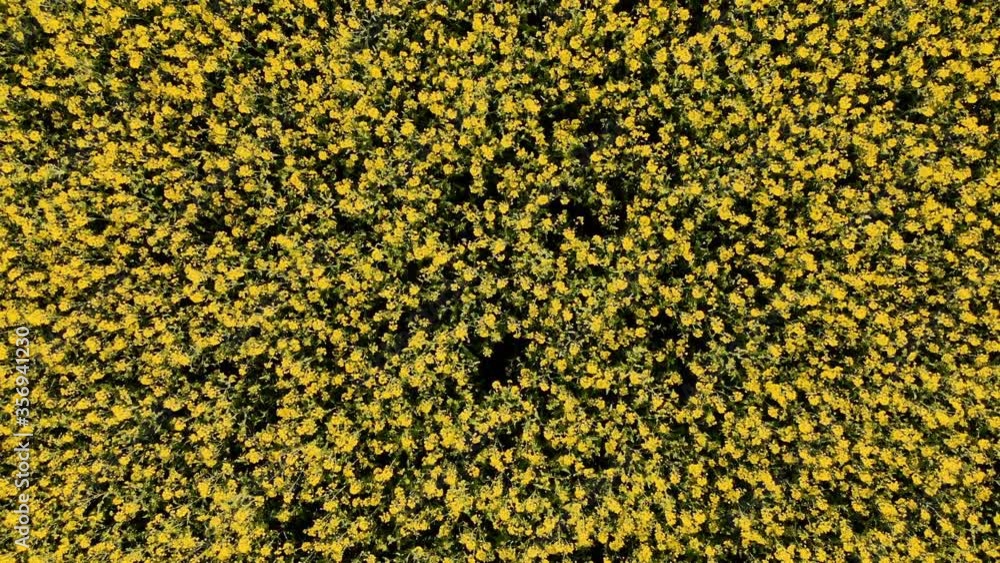 Yellow rape field view from above. Aerial Drone View Yellow rape field view from above. Aerial Drone View
