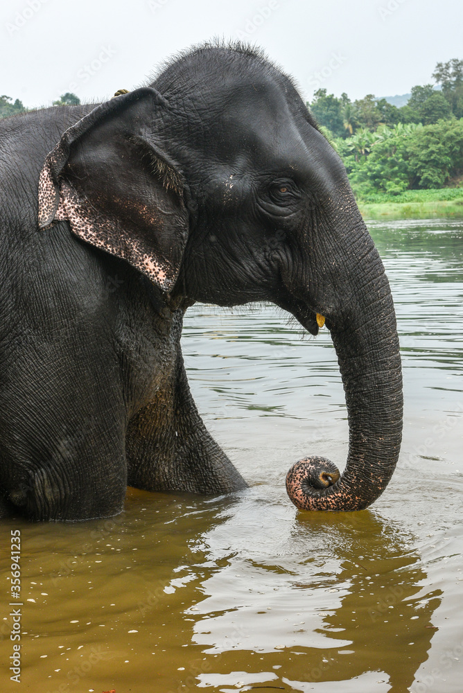 Wild Indian elephant bathing in river, Asian tusker  male spraying water with its trunk at side of lake in nature reserve forest Thekkady Kerala India. Animals in wildlife sanctuary.