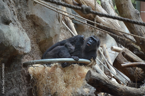 Fototapeta Naklejka Na Ścianę i Meble -  Gorilla - (Gorilla gorilla) in Frankfurt zoo
