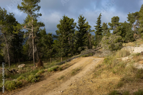 A Forest Path Blocked by a Fallen Tree