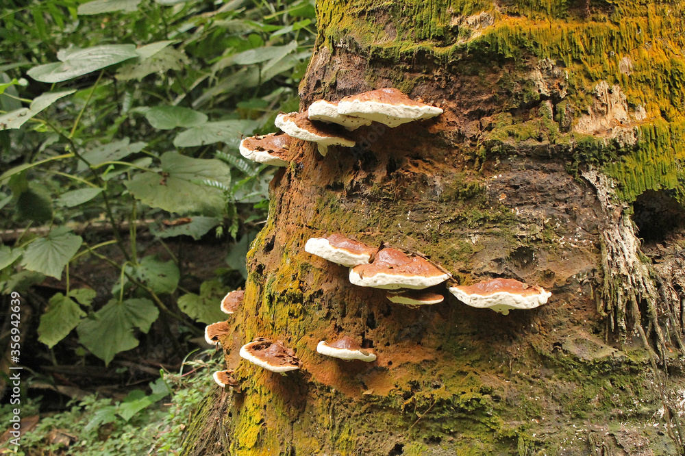 Fototapeta premium Parasitic fungus growing on tree trunks in the forested areas of the interior of the island of Principe, São Tomé and Príncipe